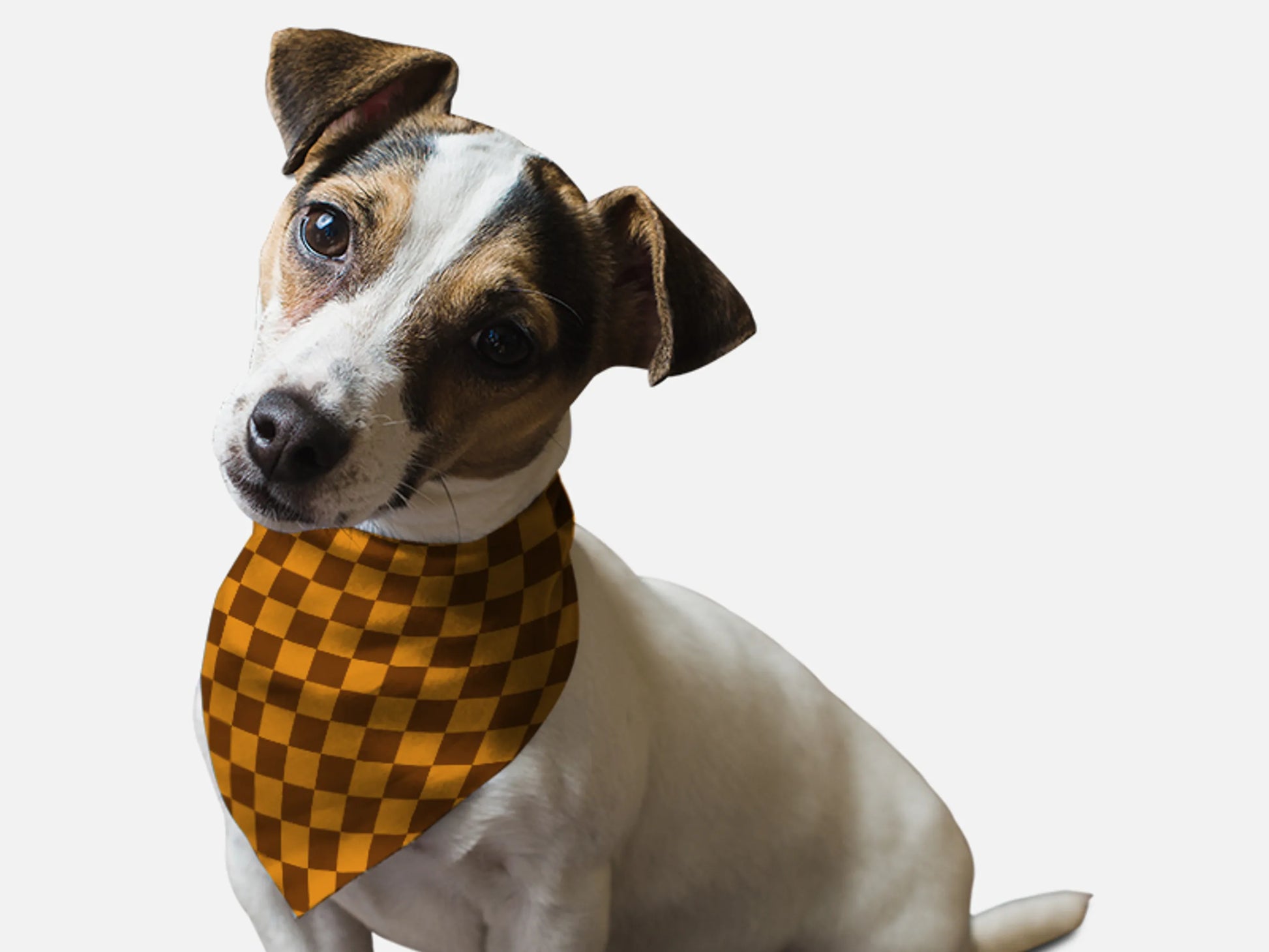 1930s Retro Style - Your Pet Connection
