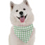 Polka Green - Your Pet Connection