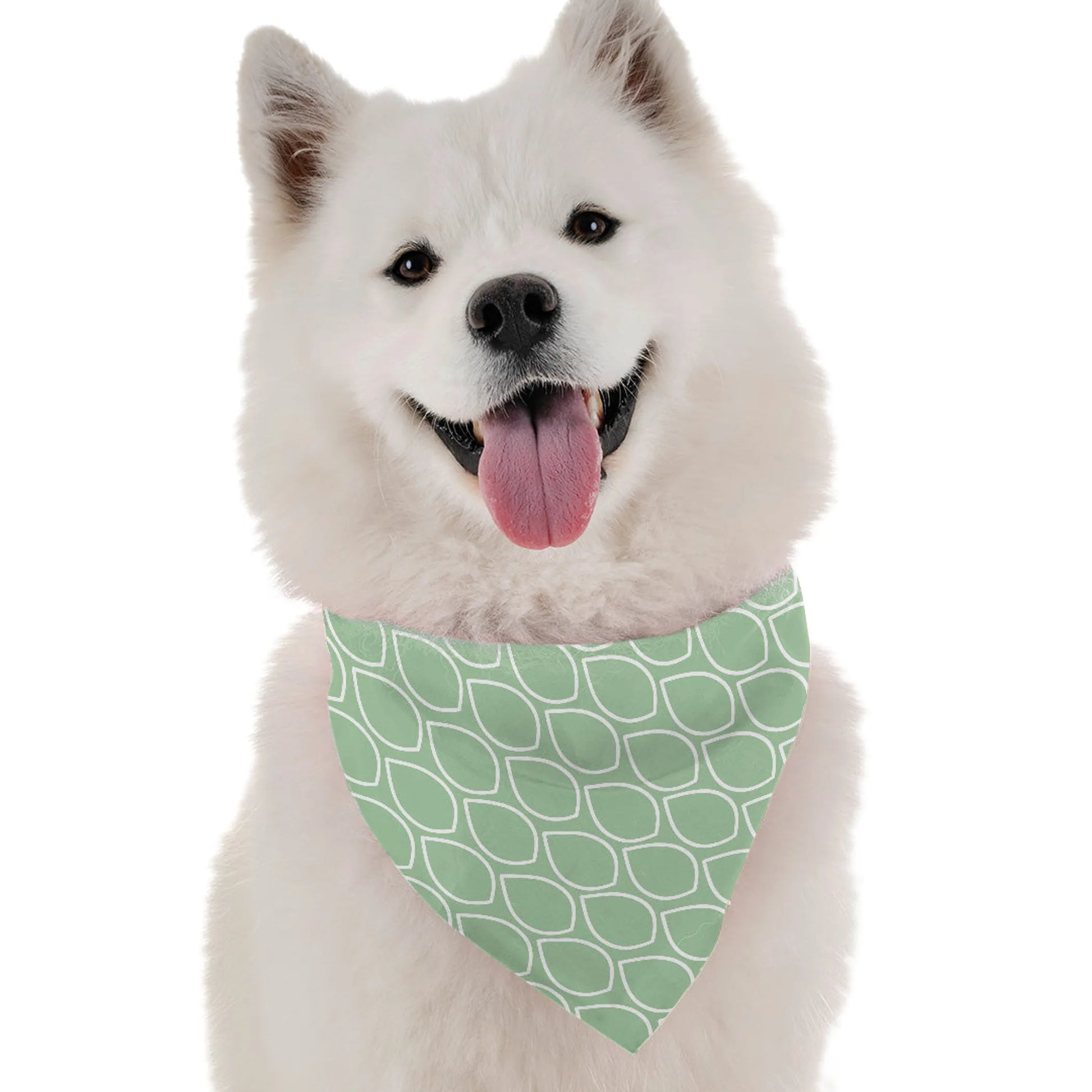 Mint - Your Pet Connection