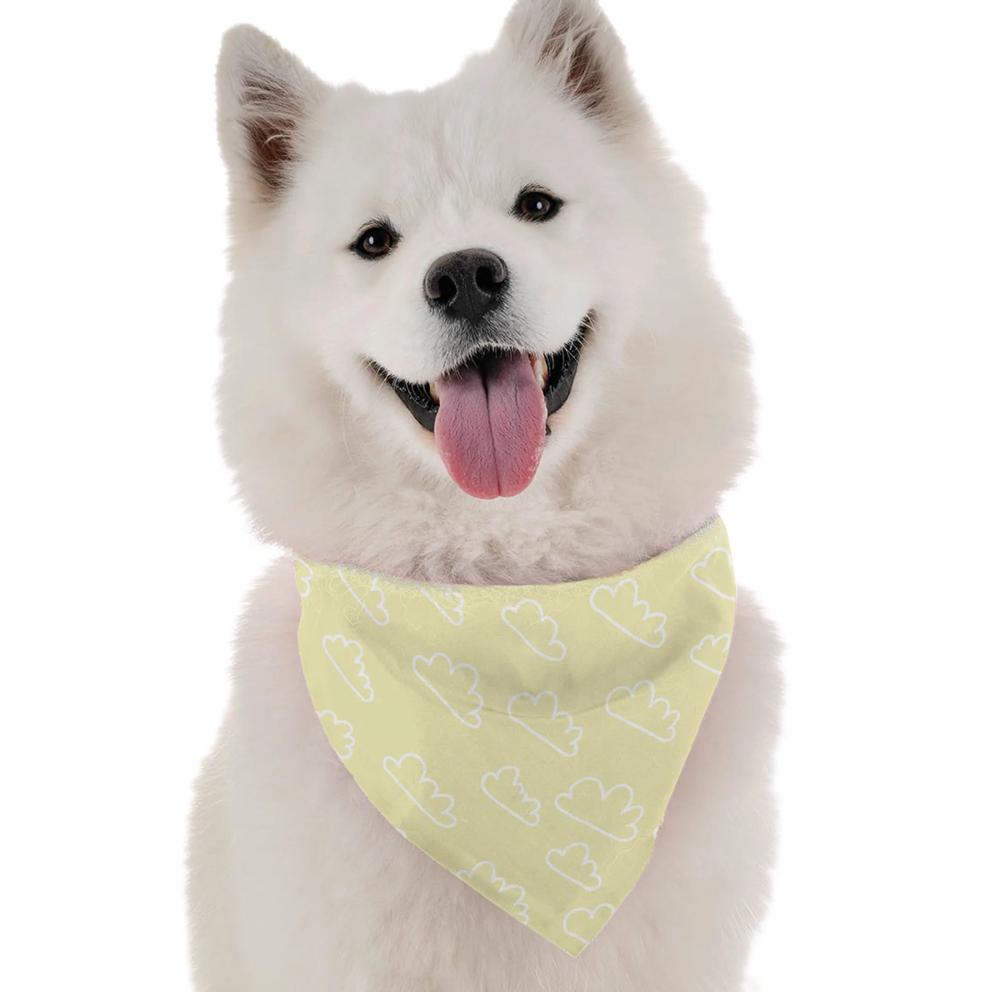 Sunshine - Your Pet Connection