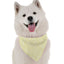 Sunshine - Your Pet Connection