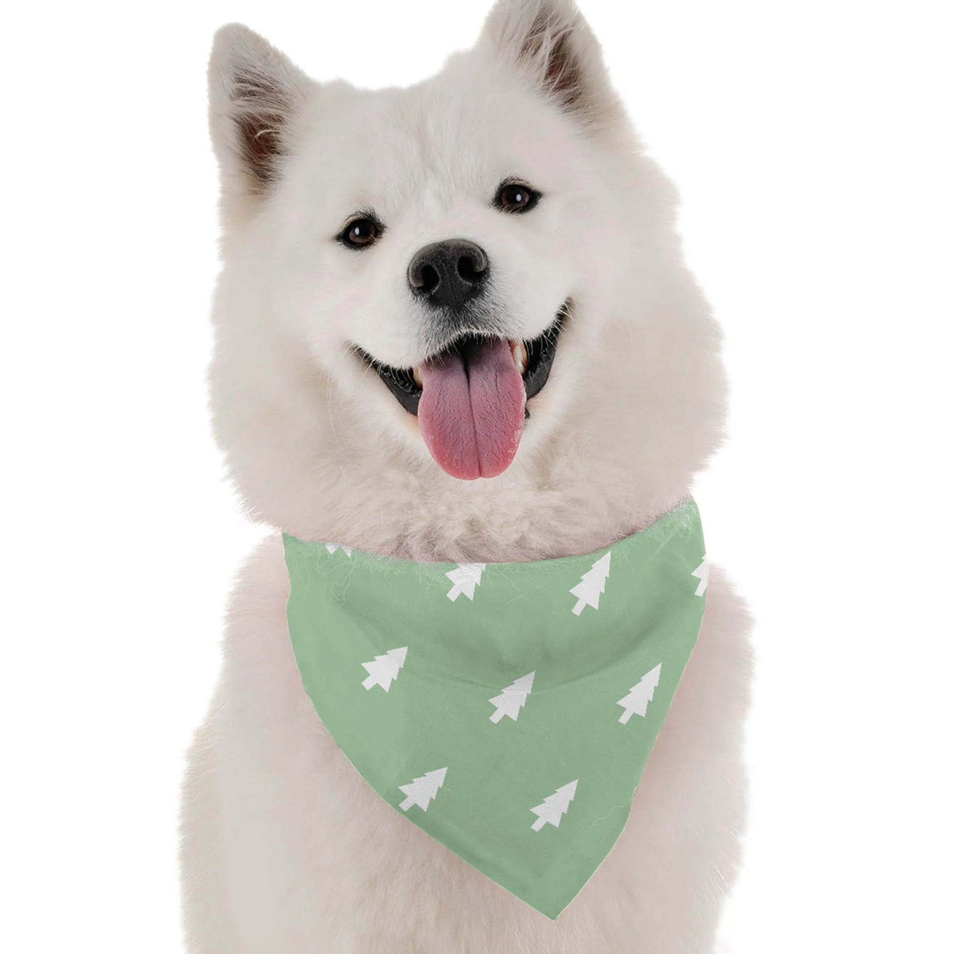 Spruce - Your Pet Connection