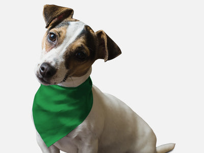 Green Green Grass - Your Pet Connection