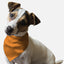 Florida Orange - Your Pet Connection