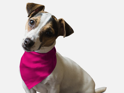 Neon Frisbee Pink - Your Pet Connection