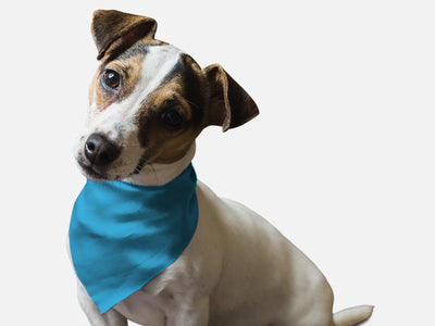 Swimming Pool Blue - Your Pet Connection