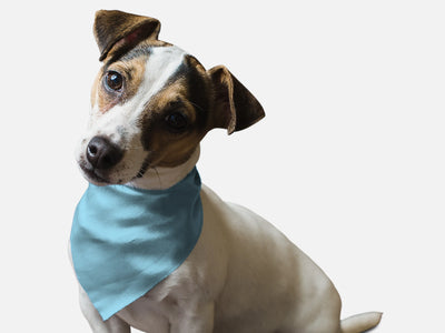 Water Bowl Blue - Your Pet Connection