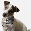 Guard Dog - Your Pet Connection