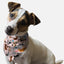 Play Time - Your Pet Connection