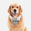 Elegance - Your Pet Connection