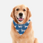 Face Time - Your Pet Connection