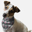 1940's Retro Style - Your Pet Connection