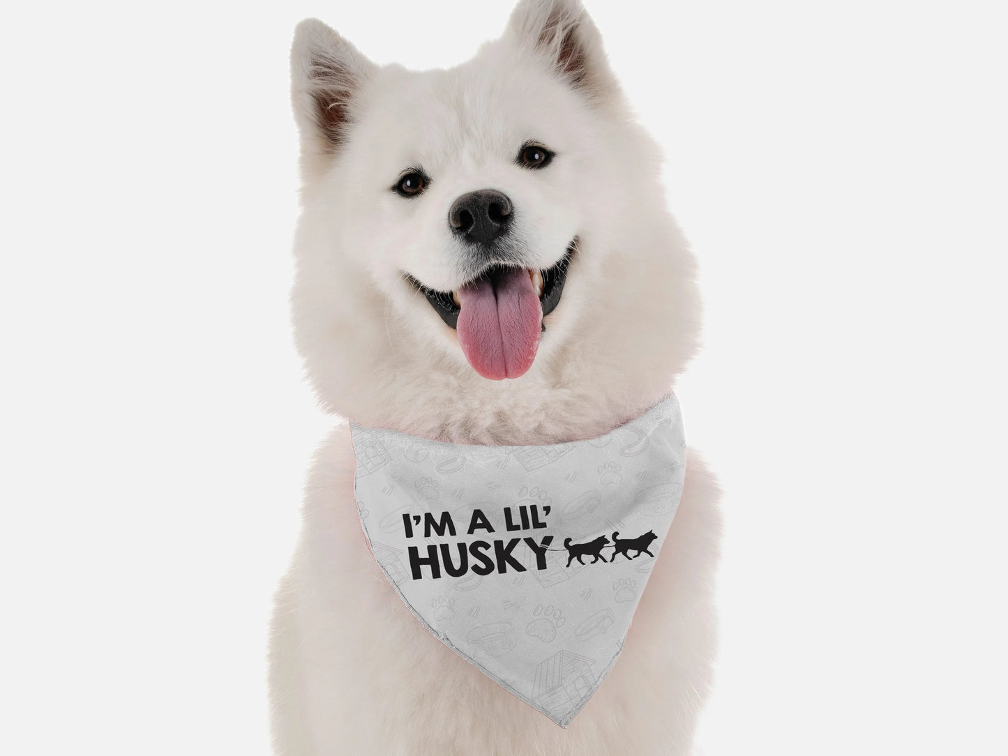 I'm a lil' Husky - Your Pet Connection
