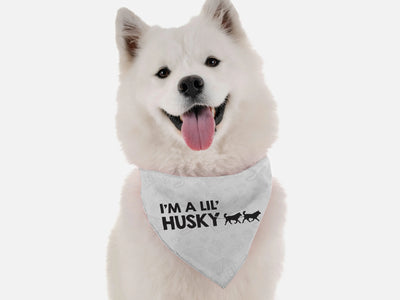 I'm a lil' Husky - Your Pet Connection