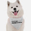 I'm a lil' Husky - Your Pet Connection