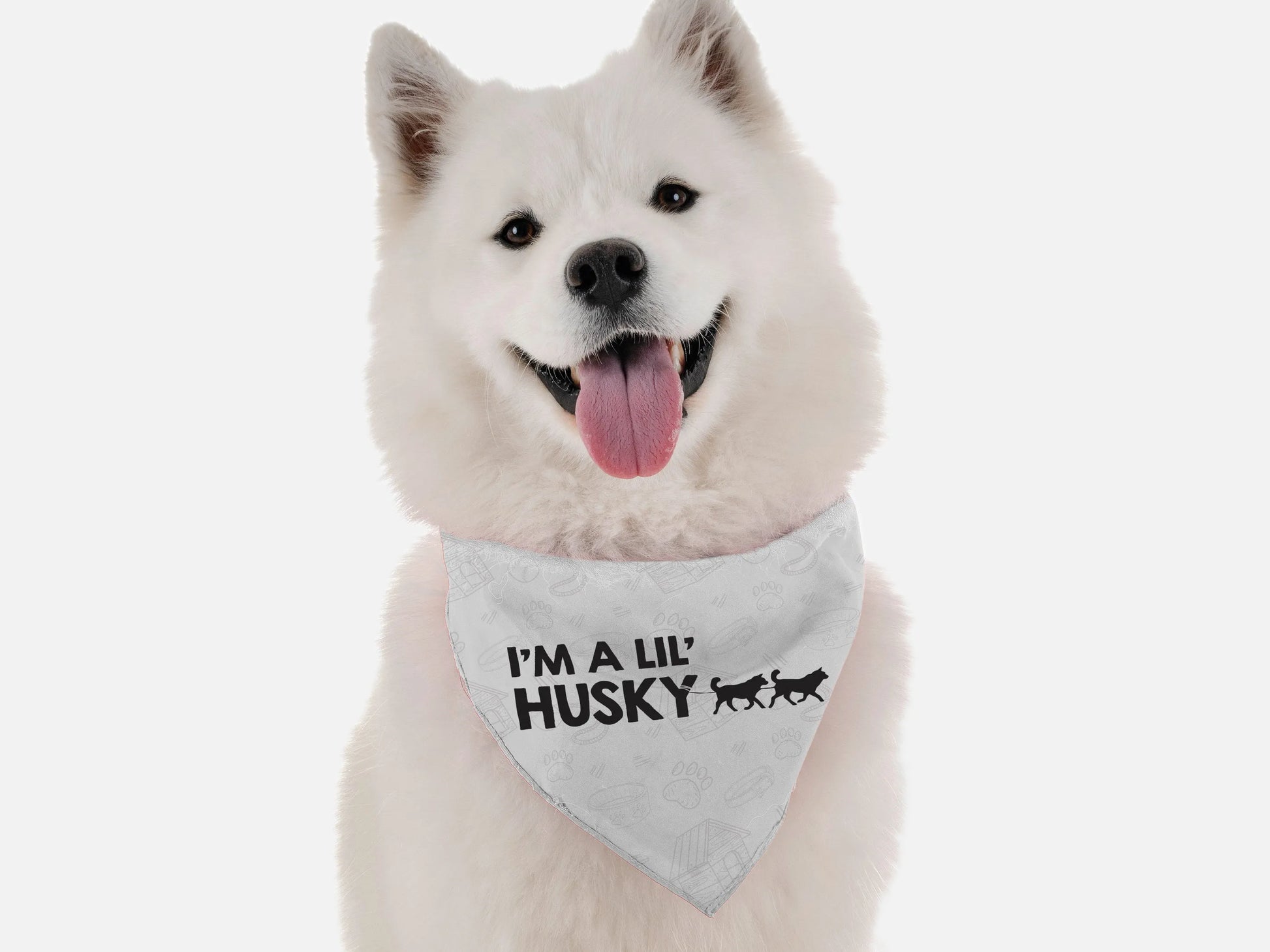 I'm a lil' Husky - Your Pet Connection