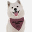 I'm a Lots'a Apso - Your Pet Connection