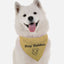 Stay Golden - Your Pet Connection