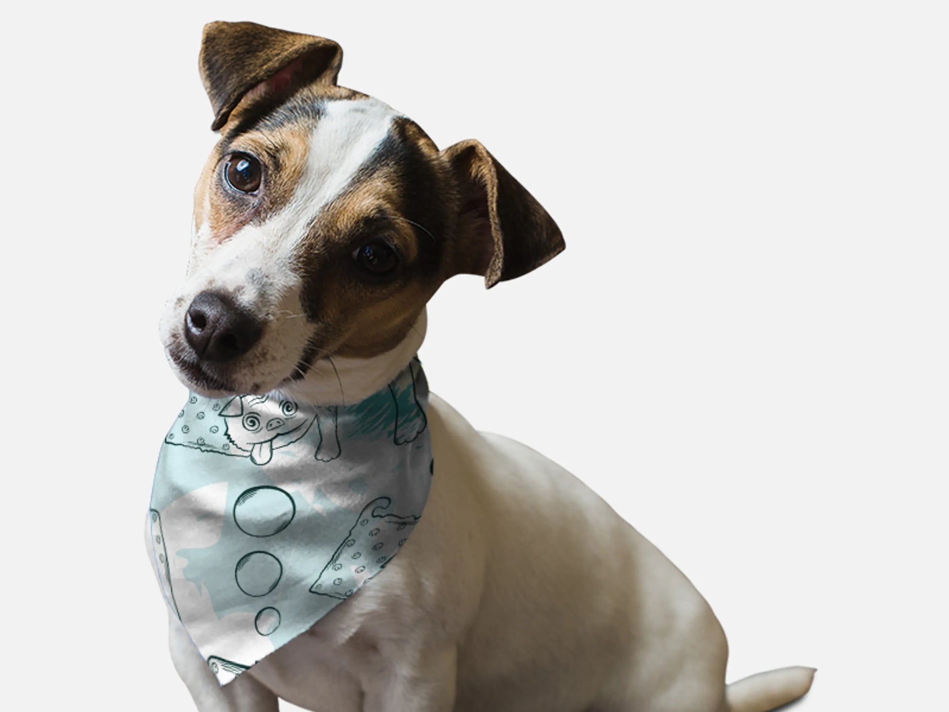 Tasty Treats - Your Pet Connection