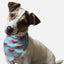Summer Watermelon - Your Pet Connection