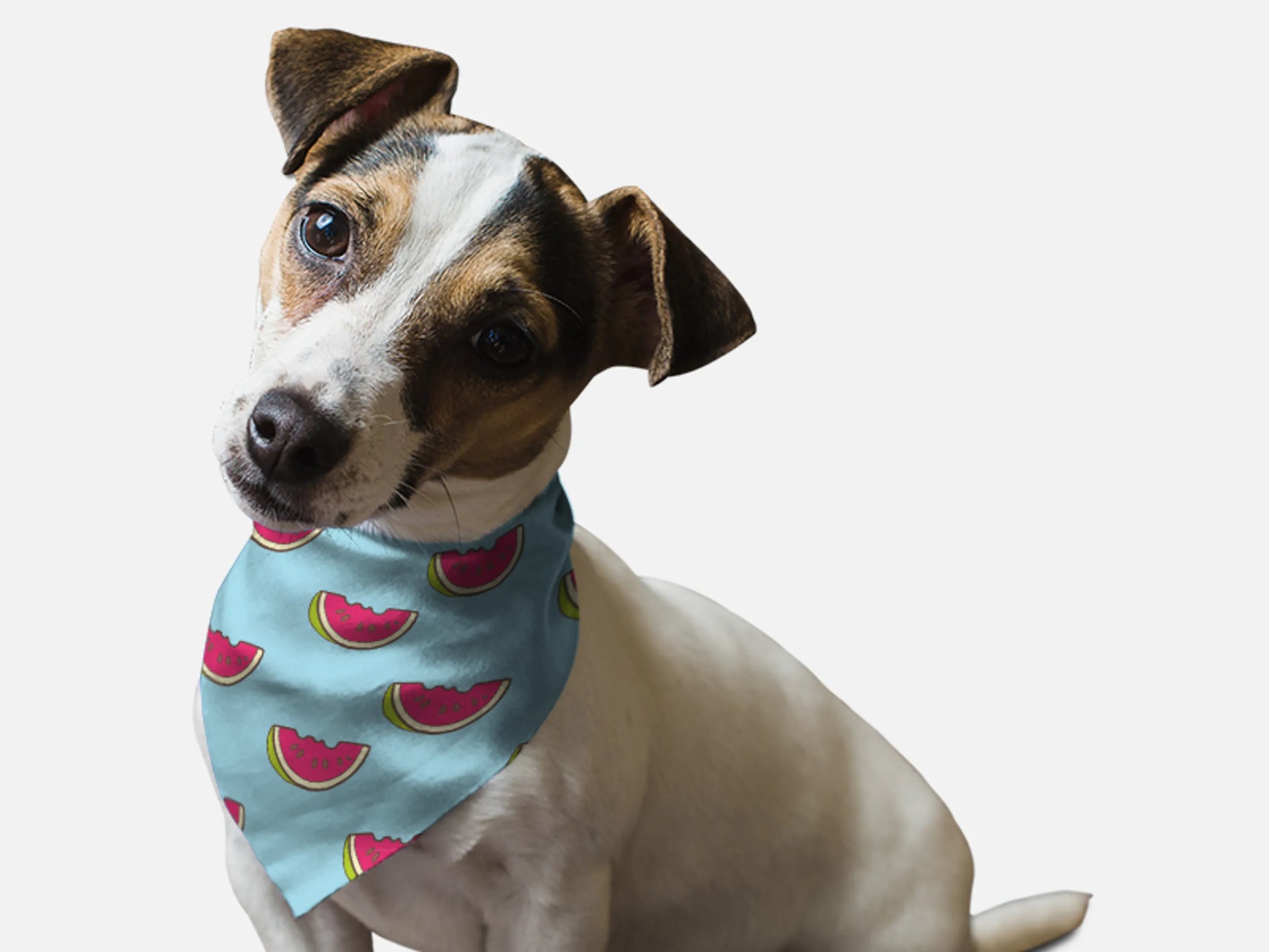 Summer Watermelon - Your Pet Connection