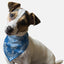 Blue Paisley - Your Pet Connection