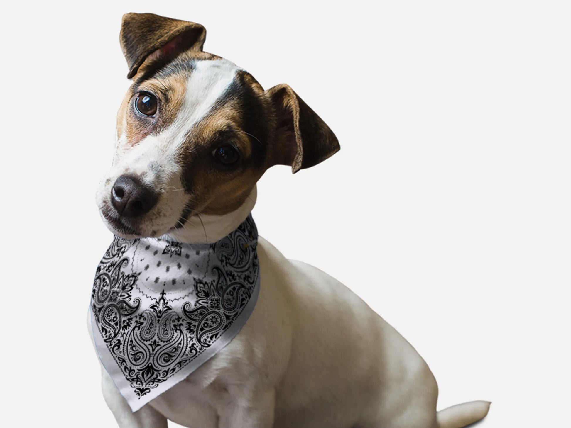 Grey Paisley - Your Pet Connection