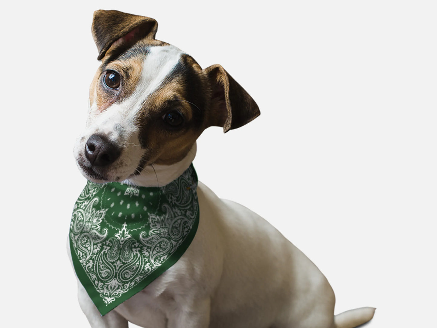 Hunter Green Paisley - Your Pet Connection