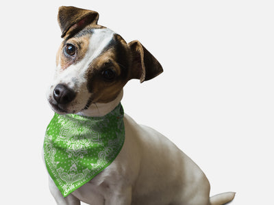 Kelly Green Paisley - Your Pet Connection