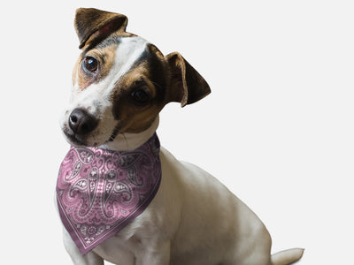 Lilac Paisley - Your Pet Connection