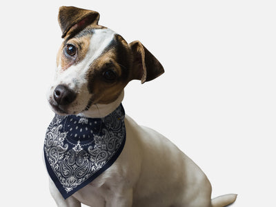 Navy Paisley - Your Pet Connection