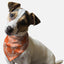 Orange Paisley - Your Pet Connection