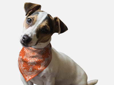 Orange Paisley - Your Pet Connection