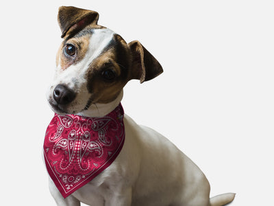 Bandoggies Adventure Dog Bandanas Medium
