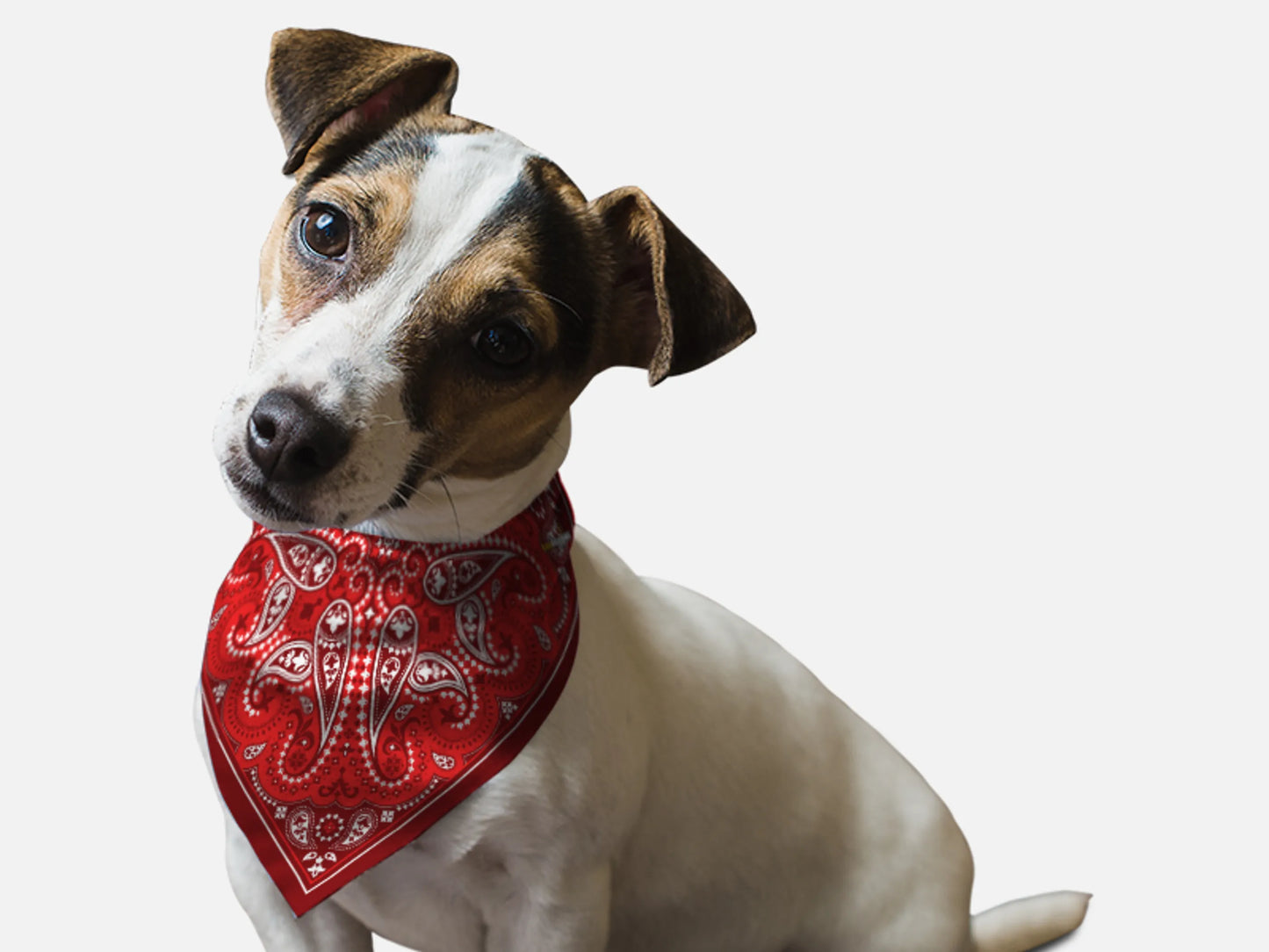 Red Paisley - Your Pet Connection