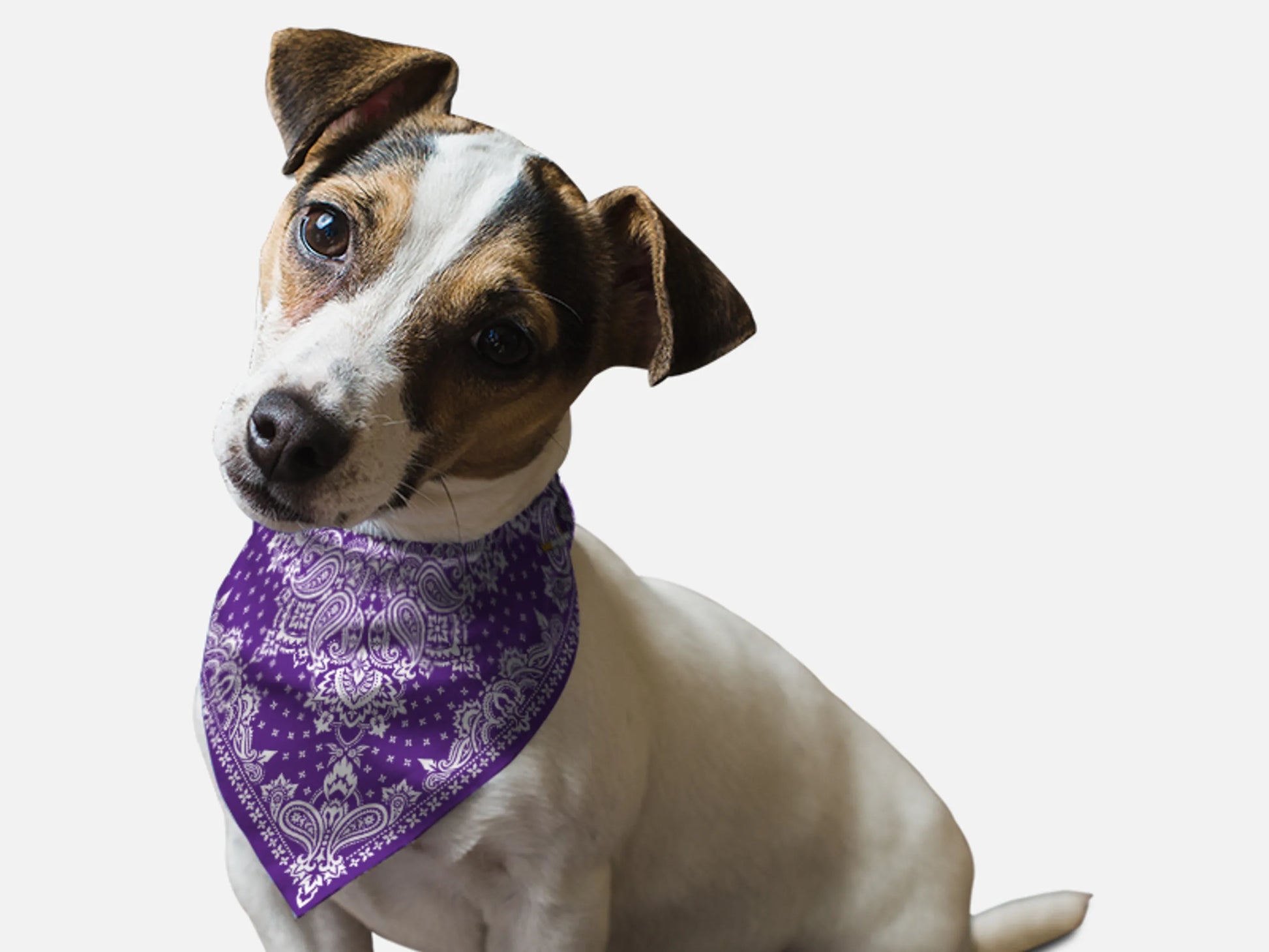 Violet Paisley - Your Pet Connection