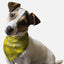 Yellow Paisley - Your Pet Connection
