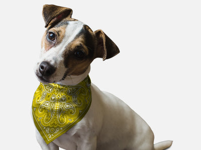 Yellow Paisley - Your Pet Connection