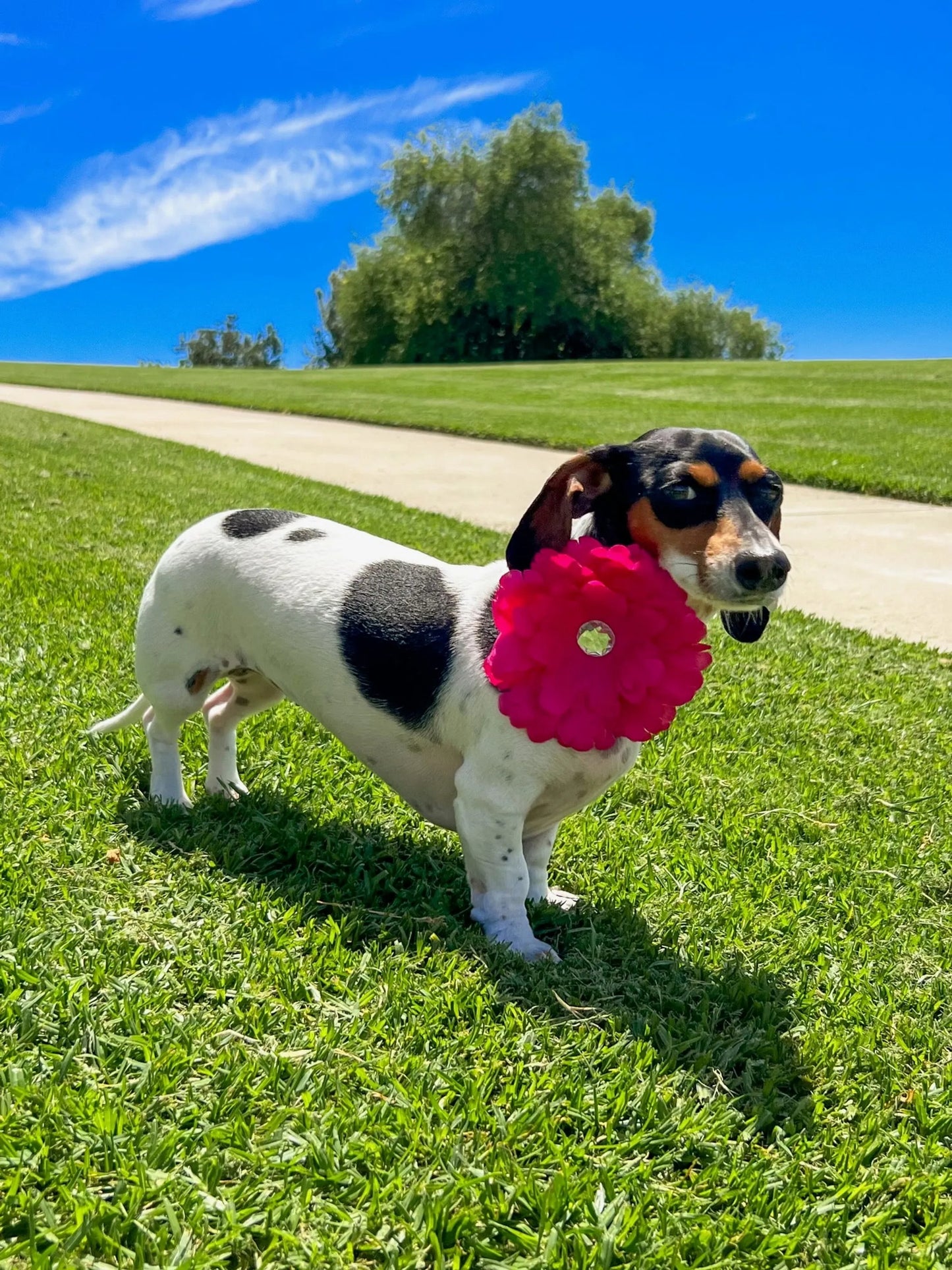 FL2002 | Daisy Flower Dog/ Cat Bow on Velcro Collar Attachment|Pets Ribbons - Your Pet Connection