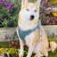 Step-In Denim Harness - Your Pet Connection