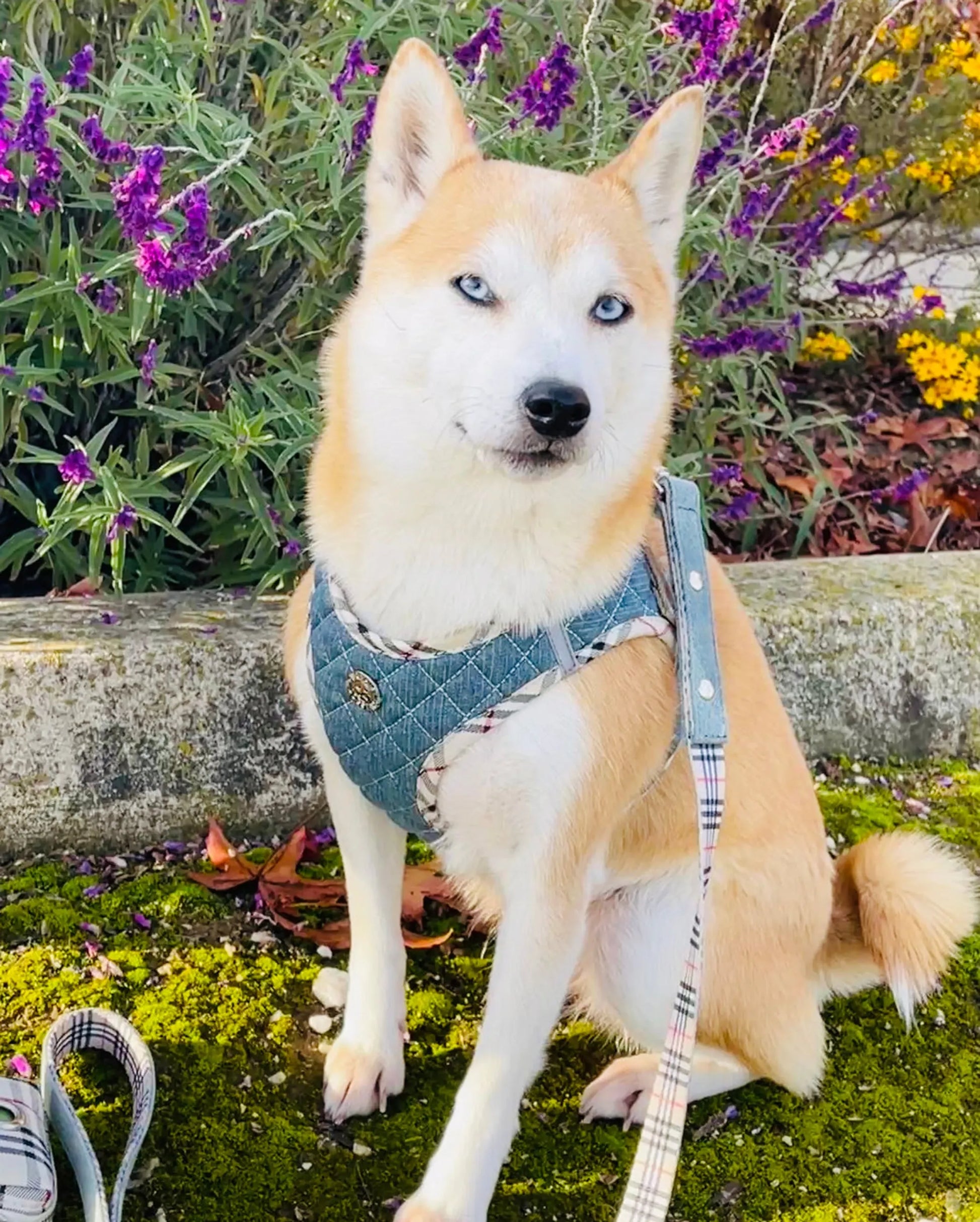 Step-In Denim Harness - Your Pet Connection