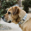 Adjustable Collar - Your Pet Connection