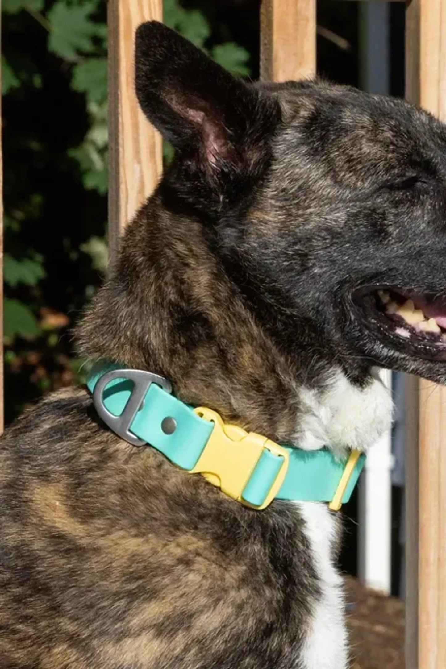 Aria the Fox Island Vibes Waterproof Dog Collar