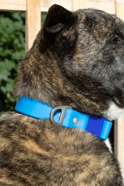 Dockside Adventures Waterproof Dog Collar - Your Pet Connection