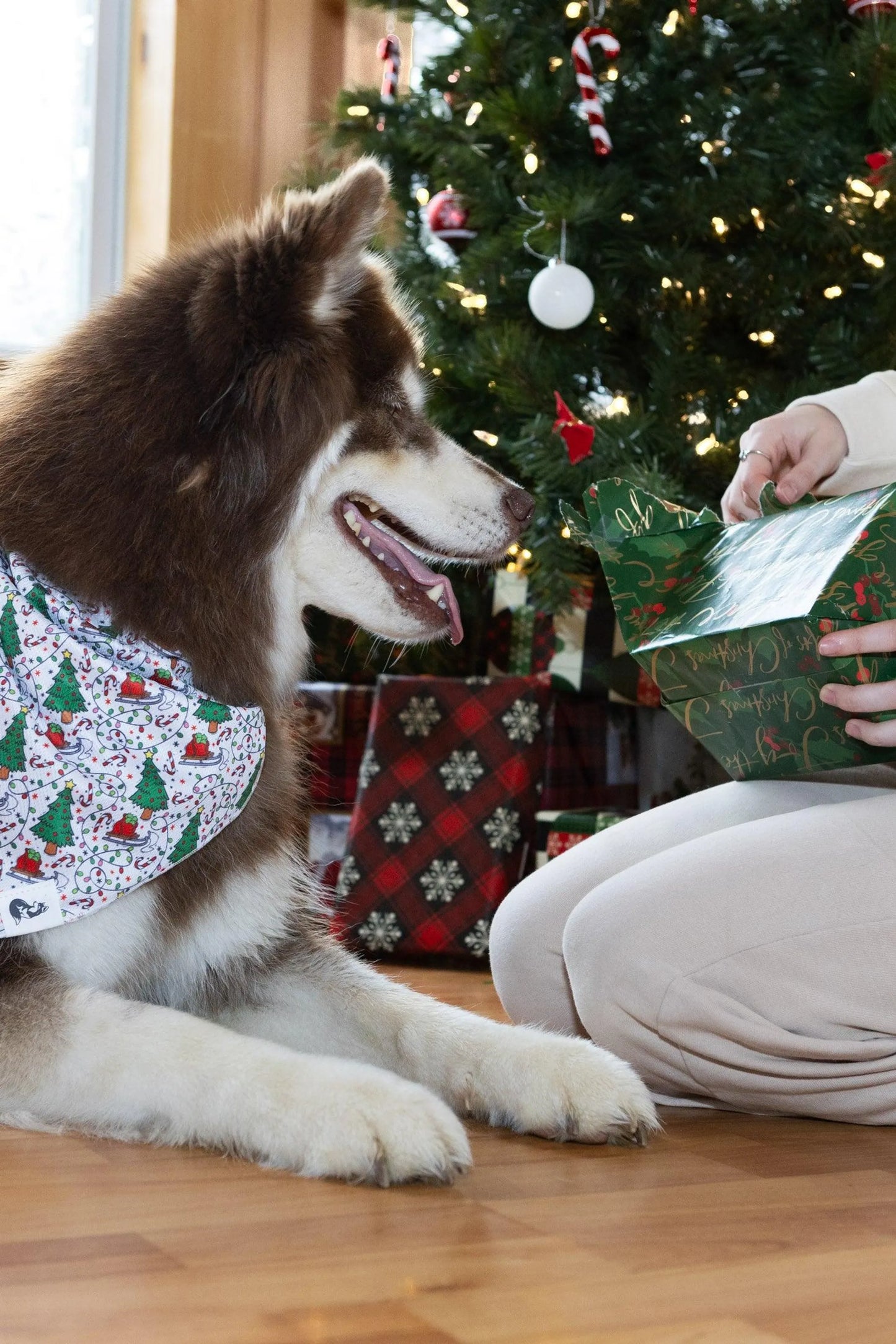 Howliday Cheer Dog Bandana - Your Pet Connection