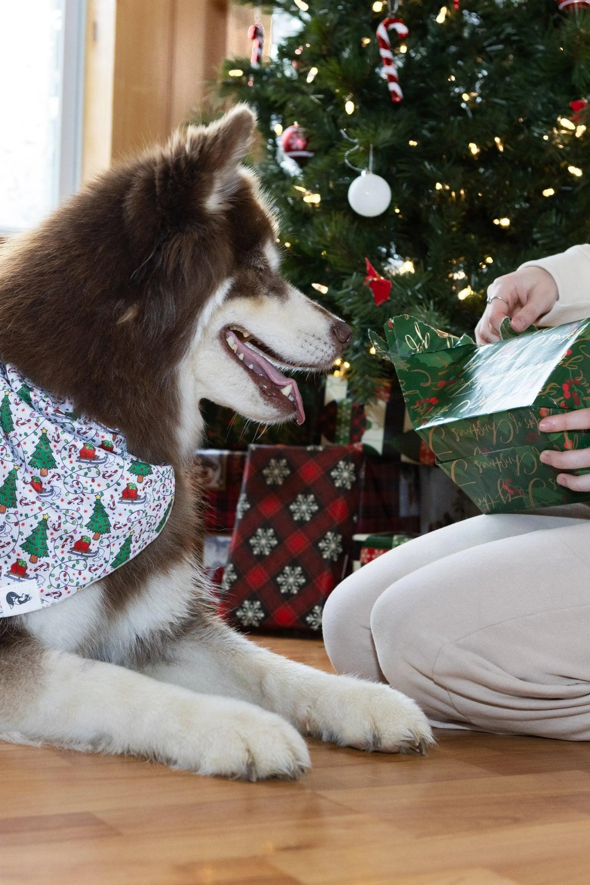 Howliday Cheer Dog Bandana - Your Pet Connection