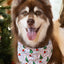 Aria the Fox Holiday Dog Bandana - Festive Design