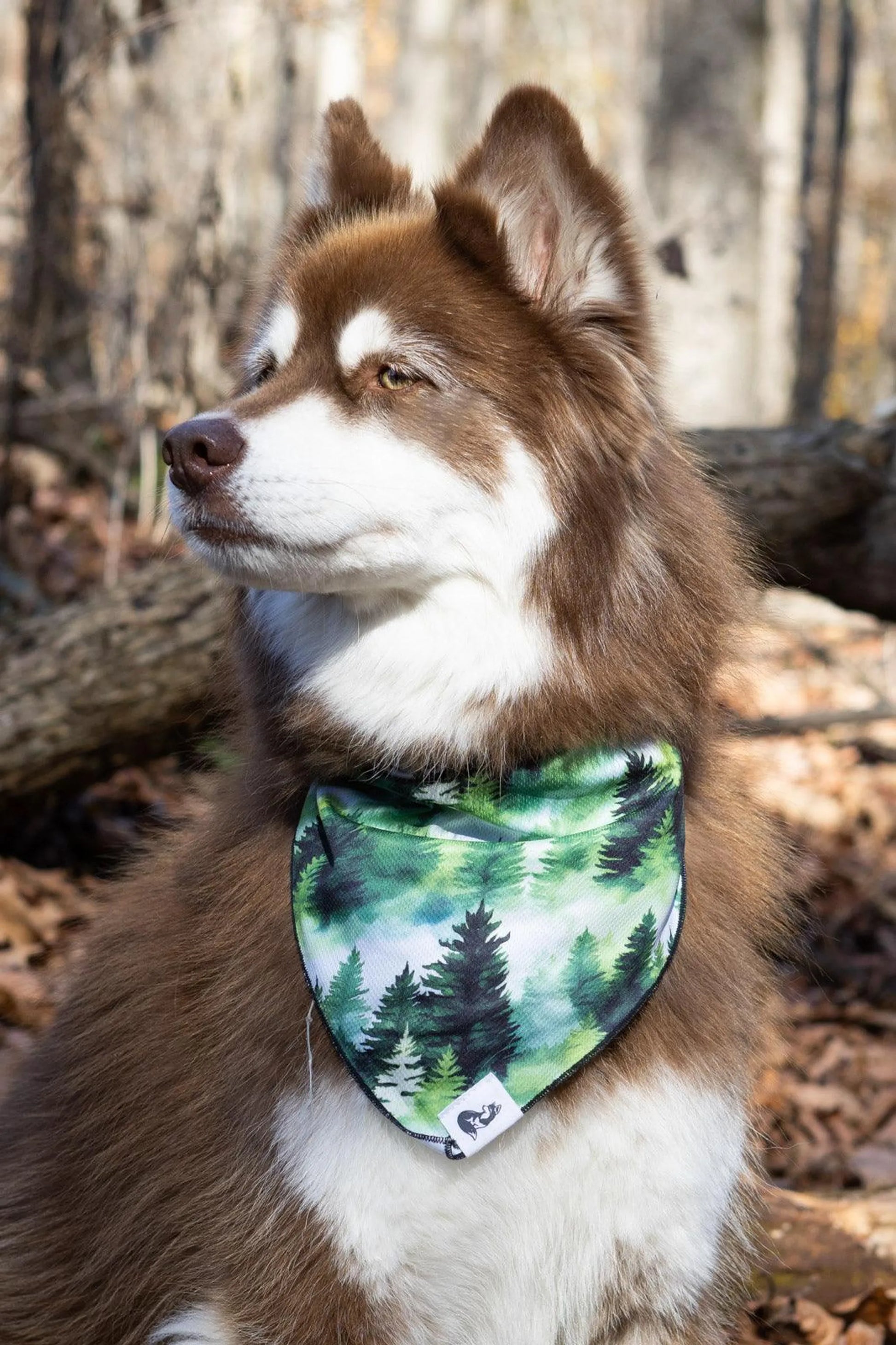 Evergreen Explorer Dog Bandana - Your Pet Connection