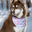 Aria the Fox Winter Tribal Dog Bandana