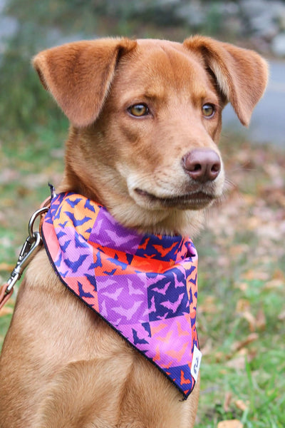 Spooky Bat Squares Dog Bandana - Your Pet Connection